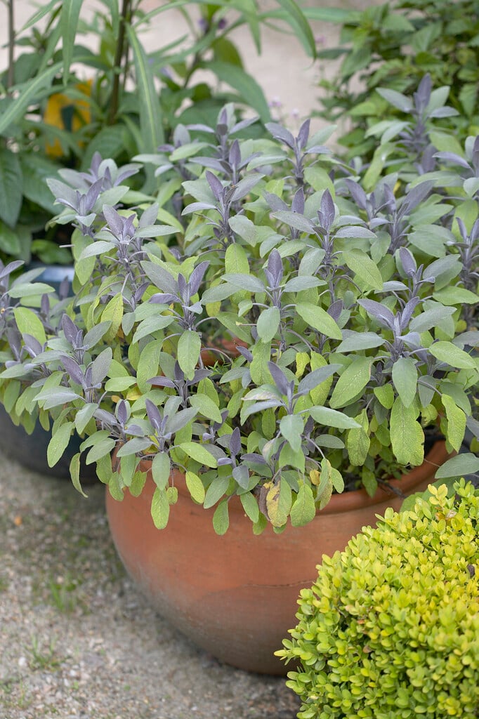 purple sage