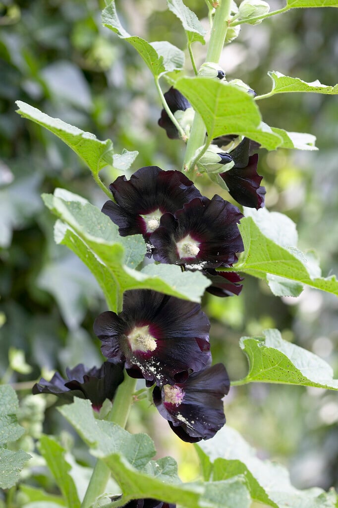 hollyhock 'Nigra'