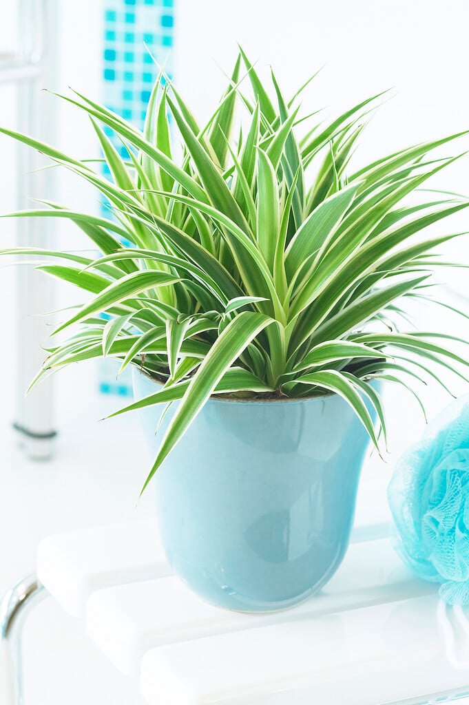 variegated spider plant