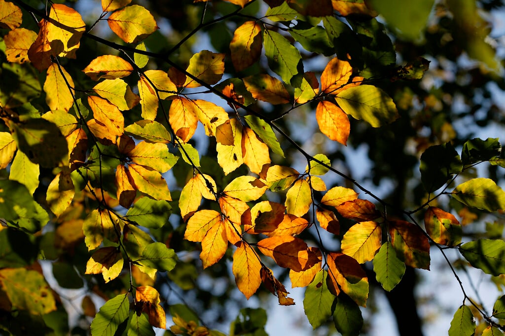 common beech