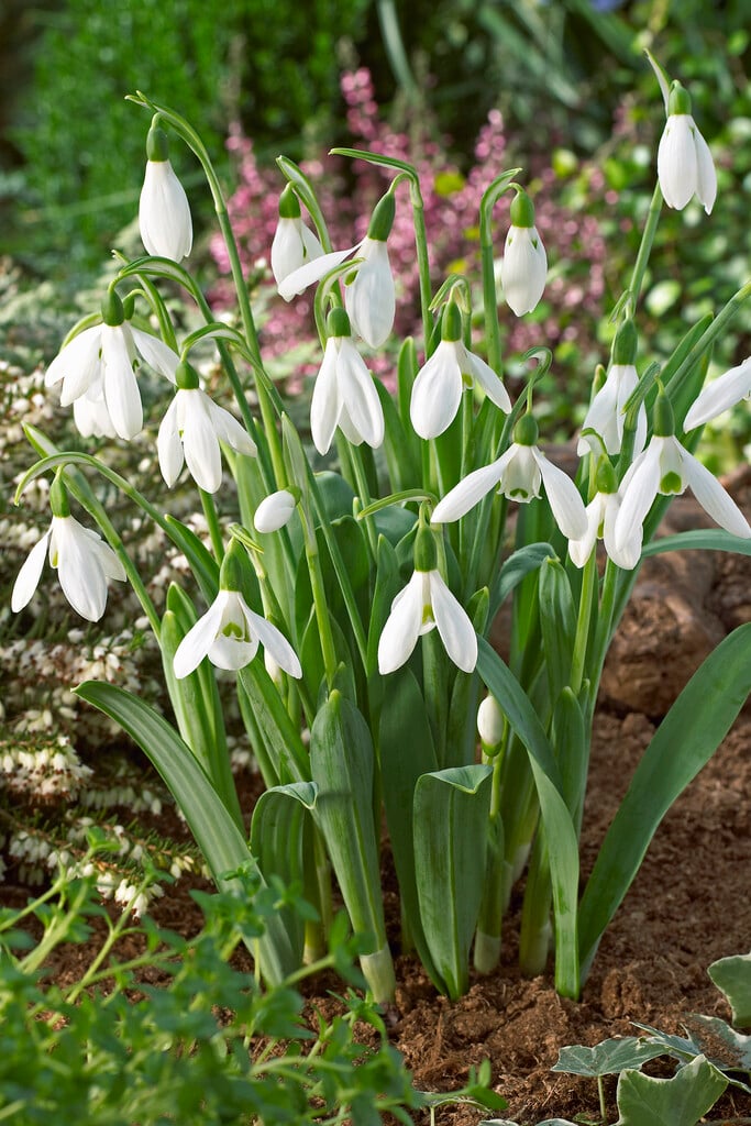 greater snowdrop