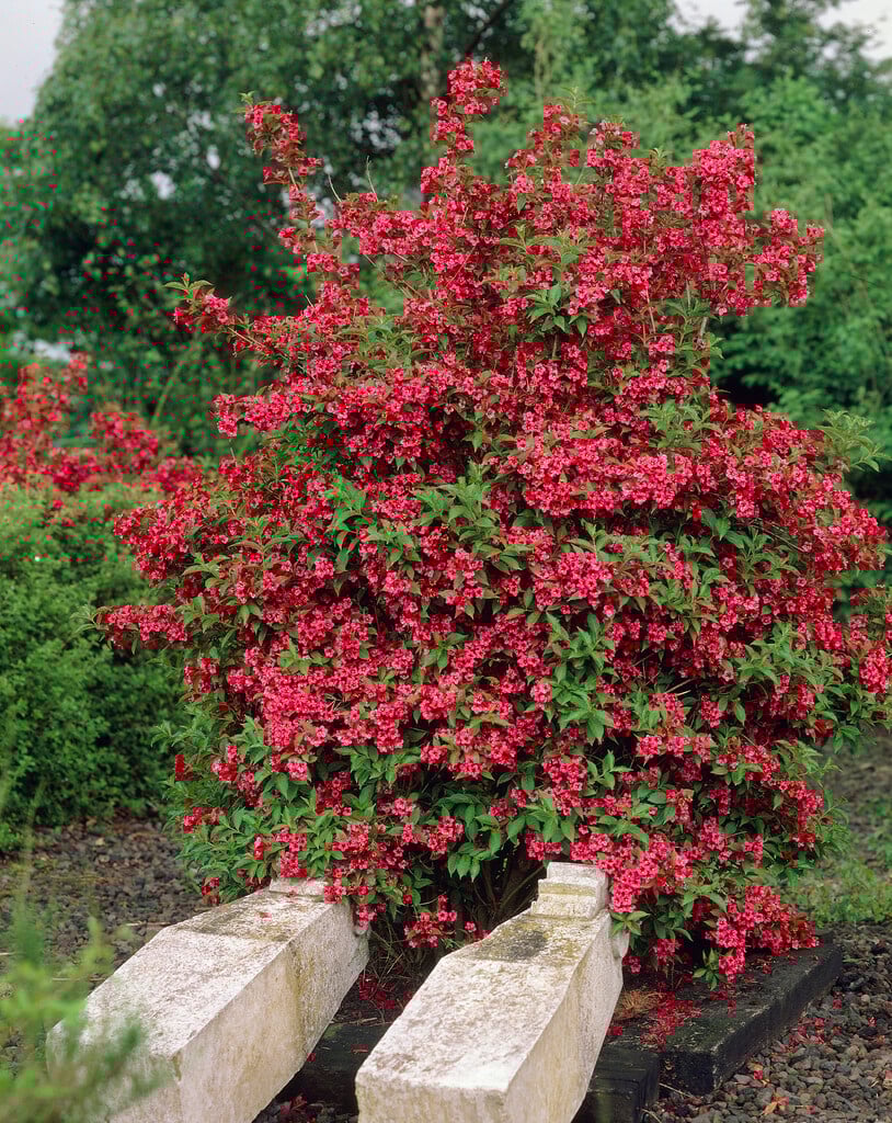 weigela 'Red Prince'