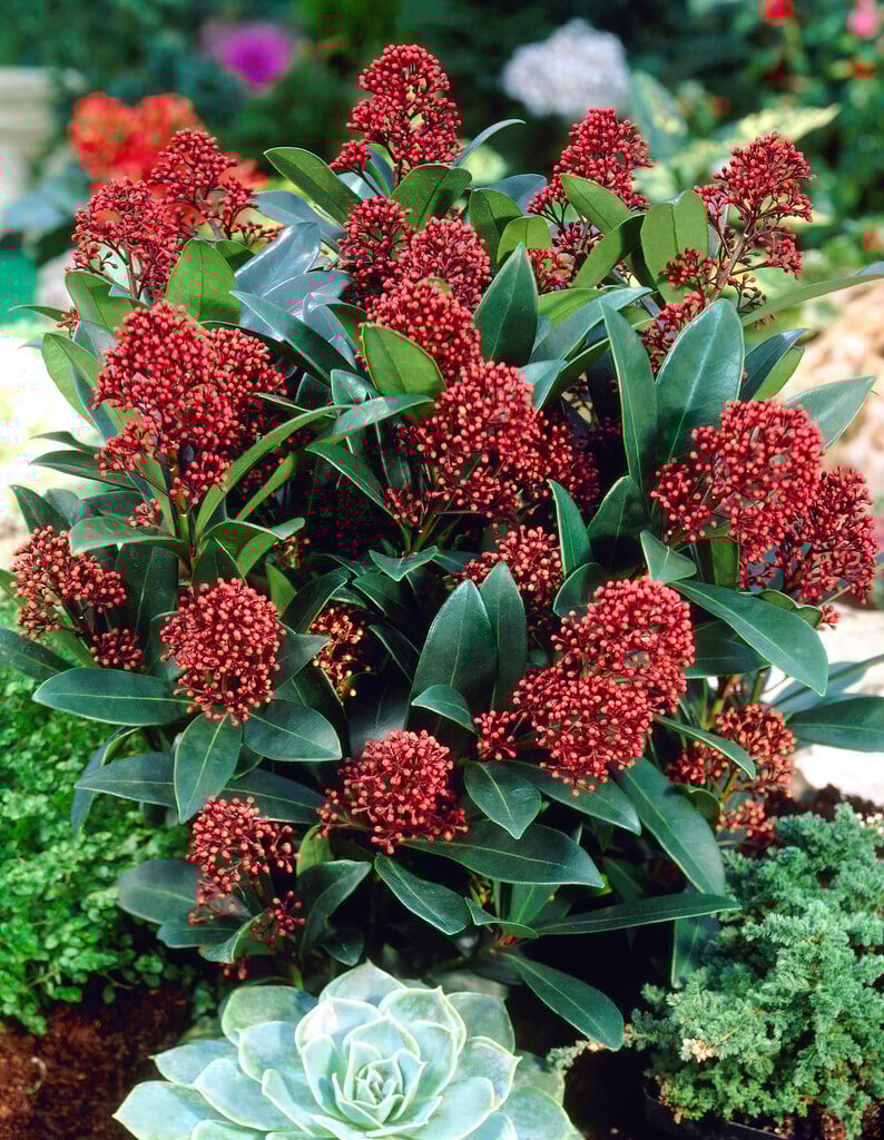 skimmia 'Rubella'