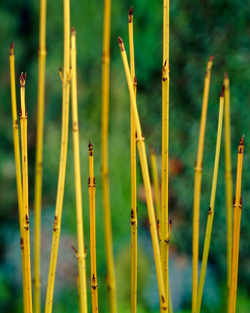 golden-twig dogwood