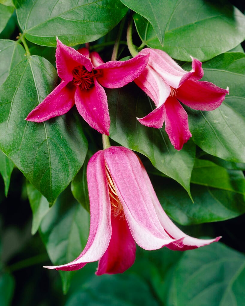 clematis 'Princess Diana'