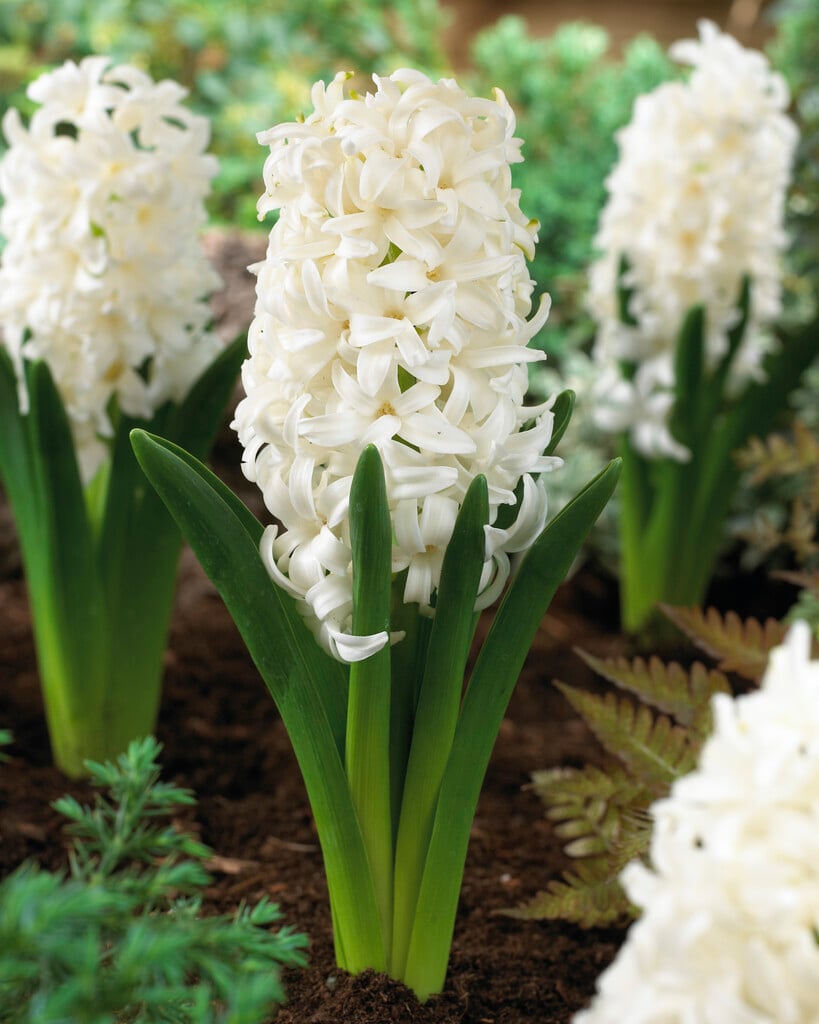 hyacinth 'White Pearl'