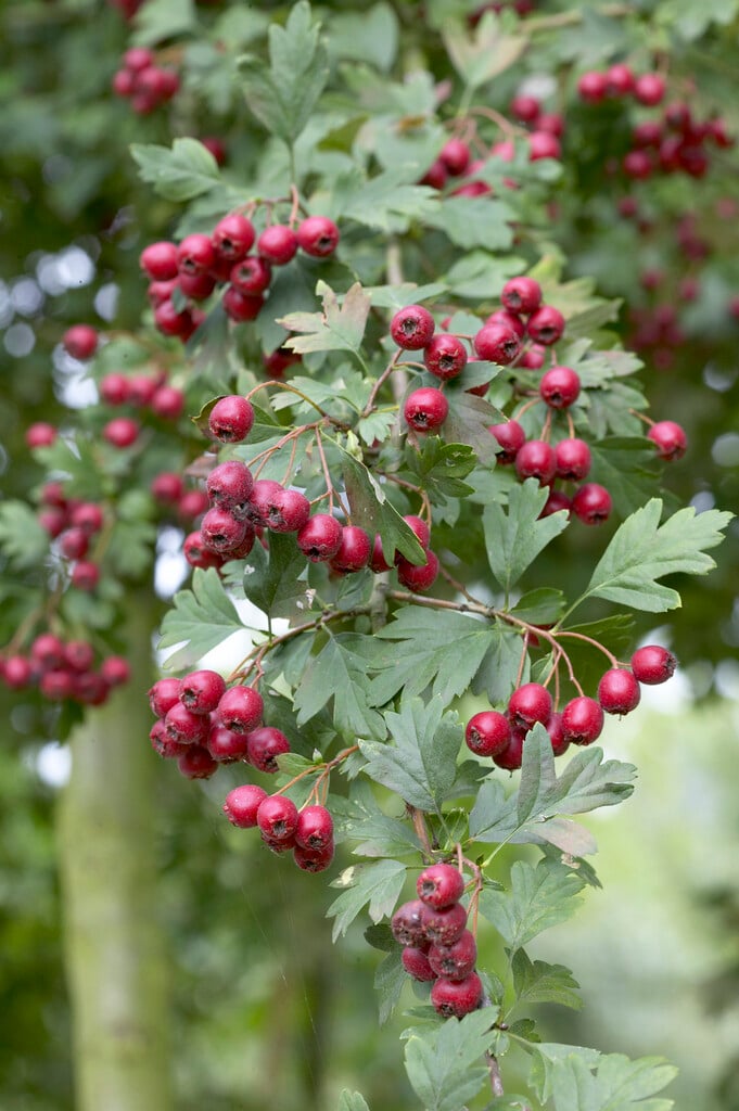 hawthorn 'Paul's Scarlet'