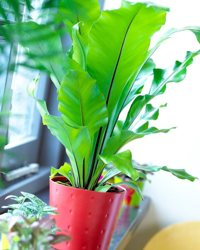 bird's nest fern