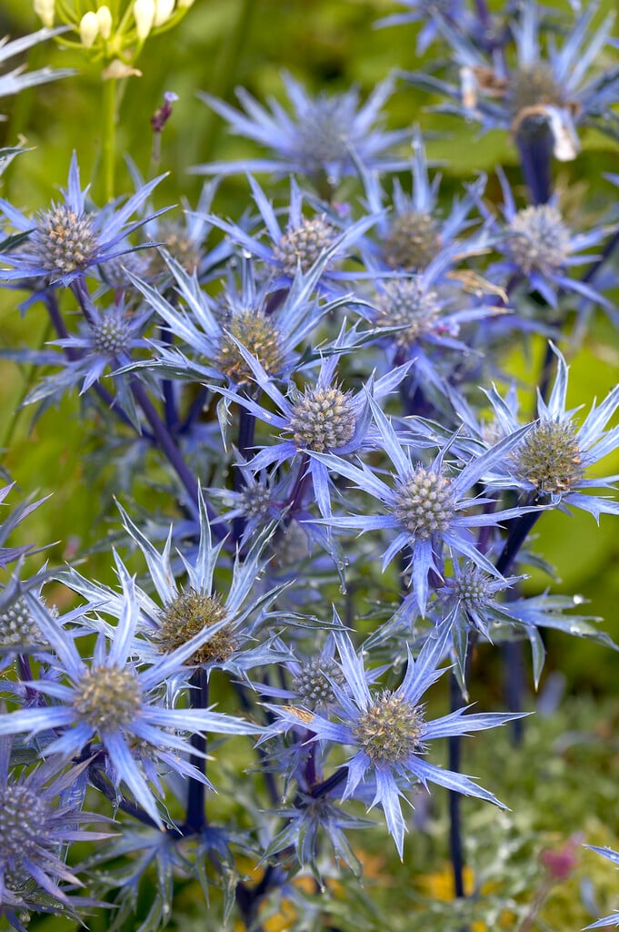 eryngo [Picos Amethyst]
