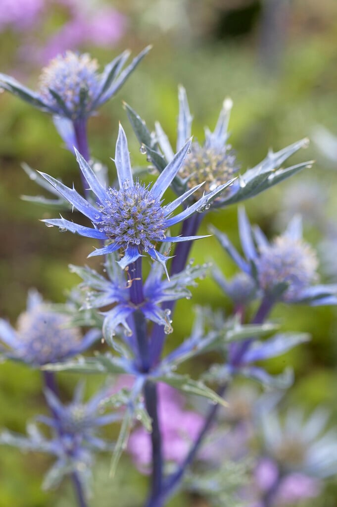 eryngo [Picos Amethyst]