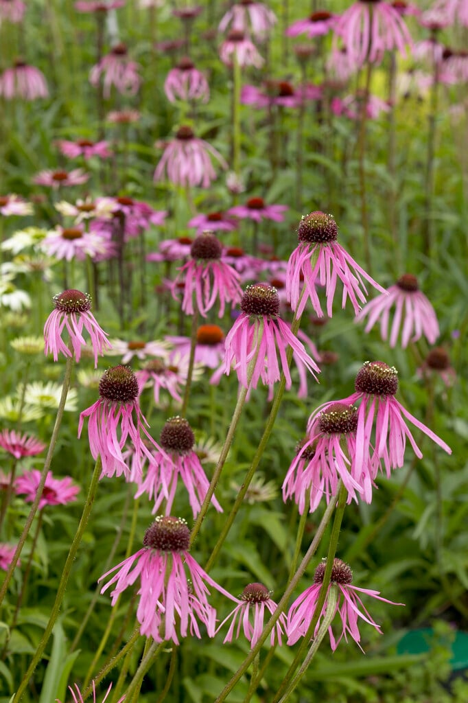 pale purple coneflower
