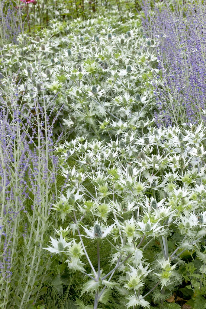 tall eryngo 'Silver Ghost'