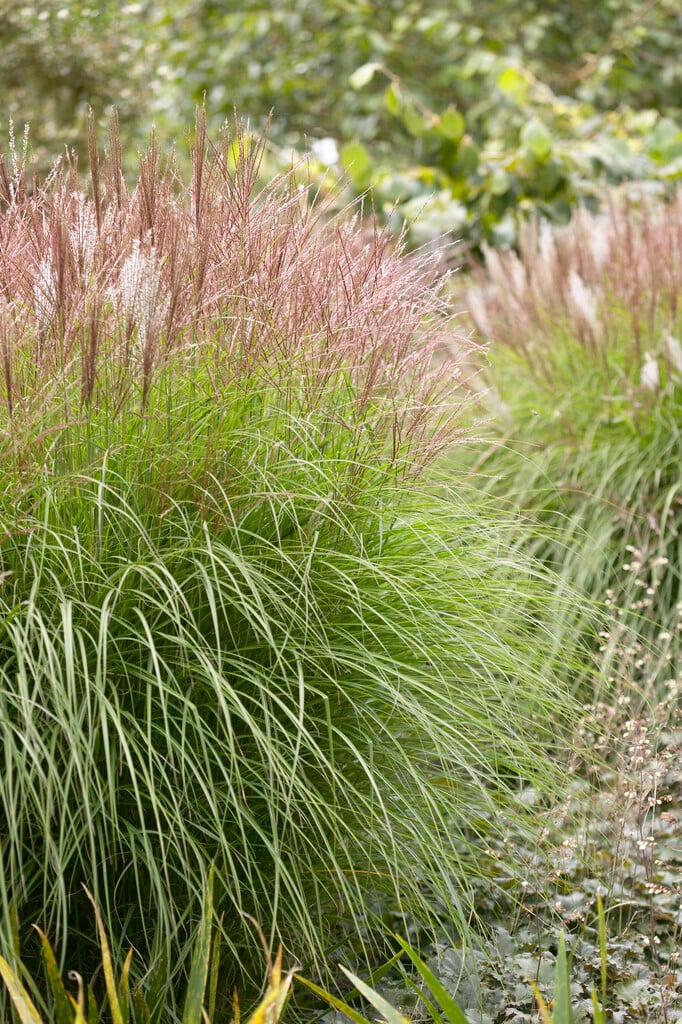 eulalia 'Kleine Silberspinne'