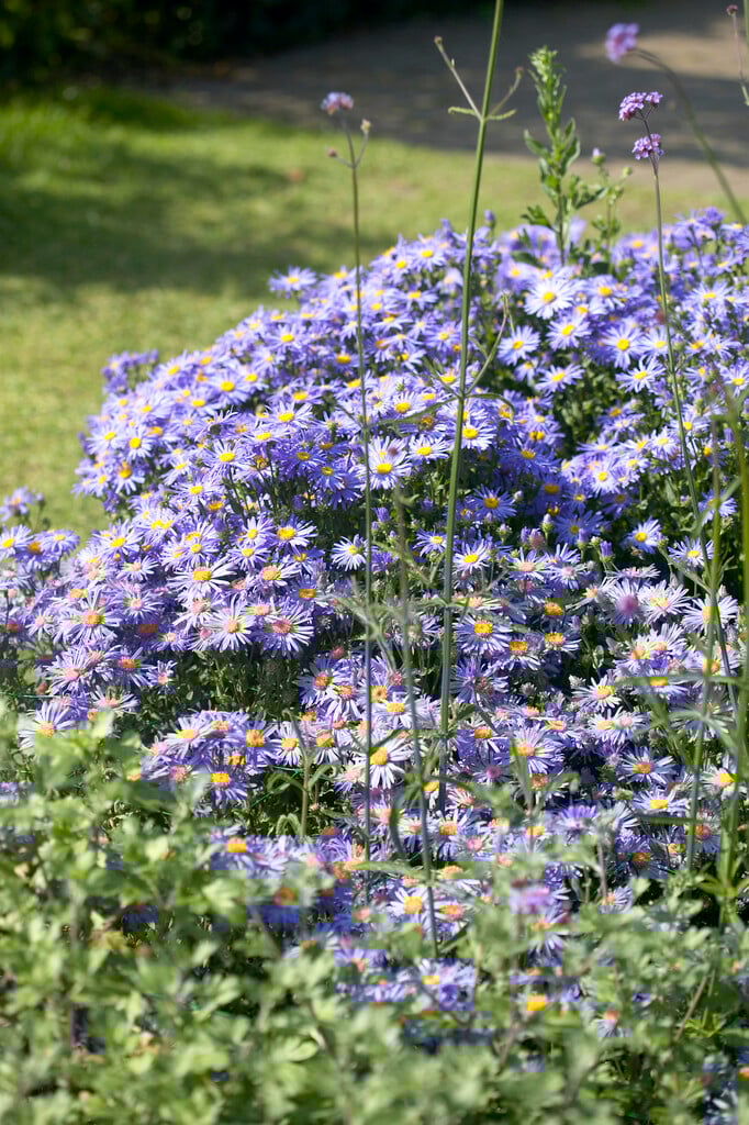 Italian aster 'King George'