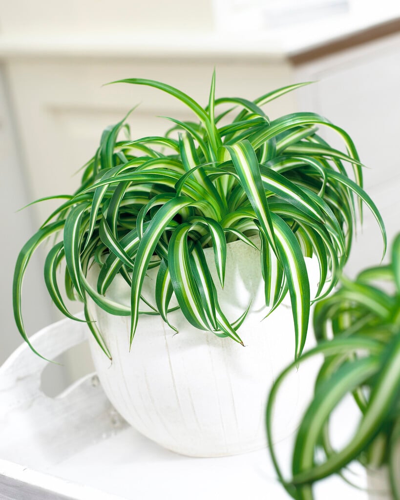 spider plant 'Bonnie'