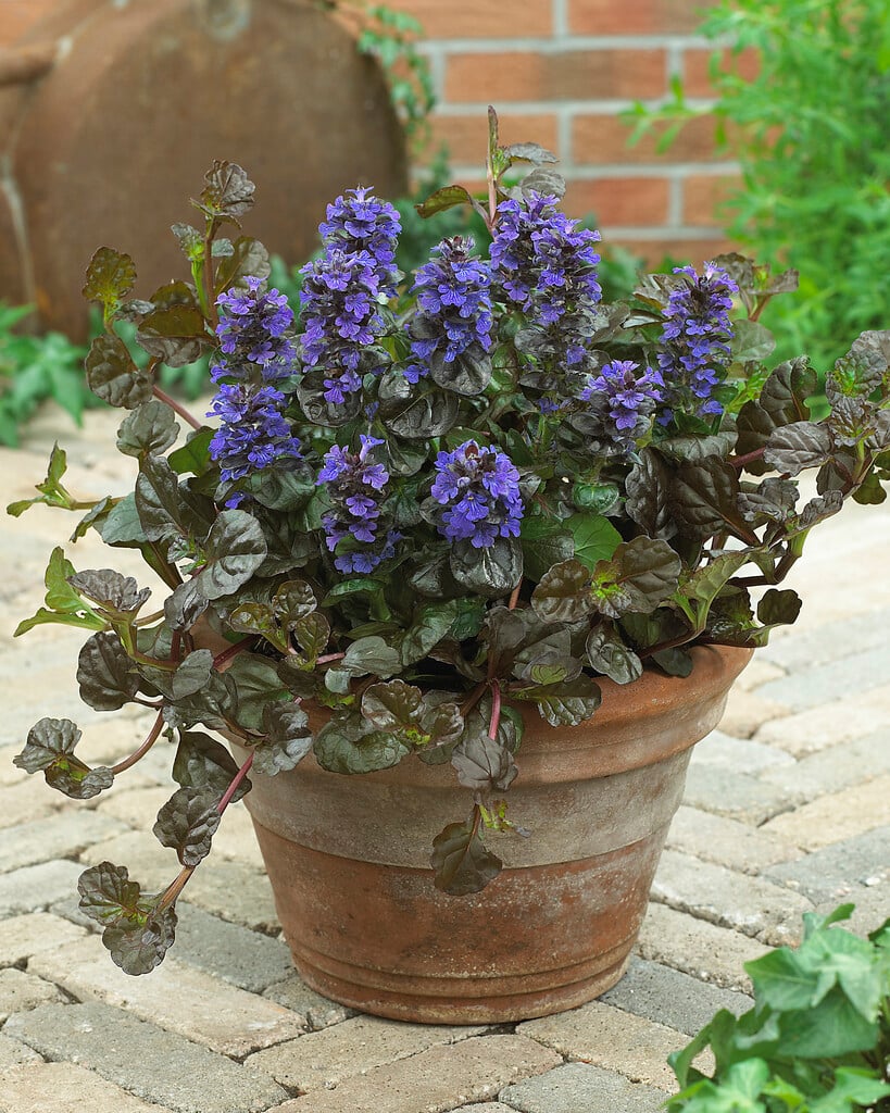 bugle [Black Scallop]