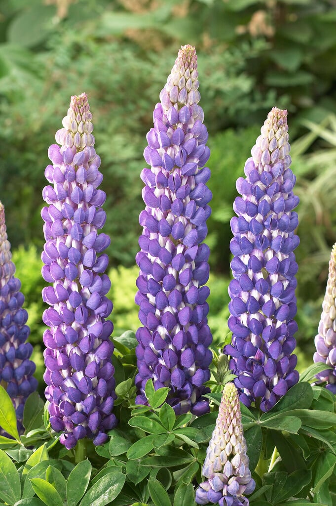 lupin 'Persian Slipper'