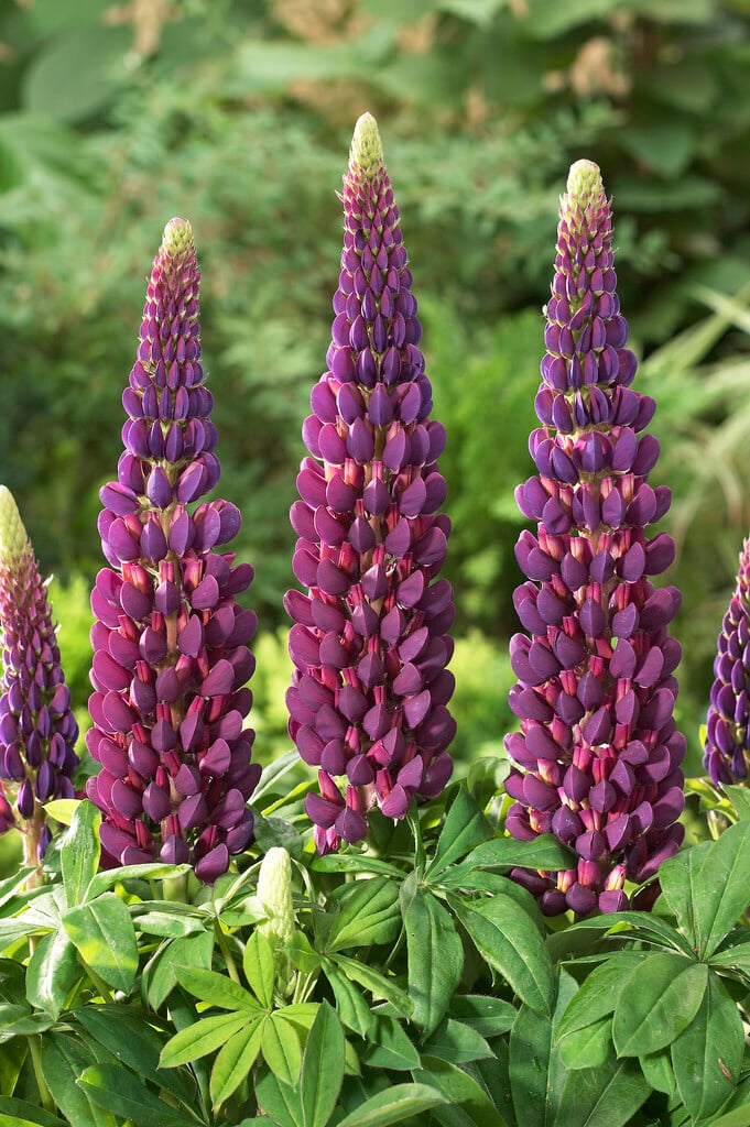 lupin 'Masterpiece'