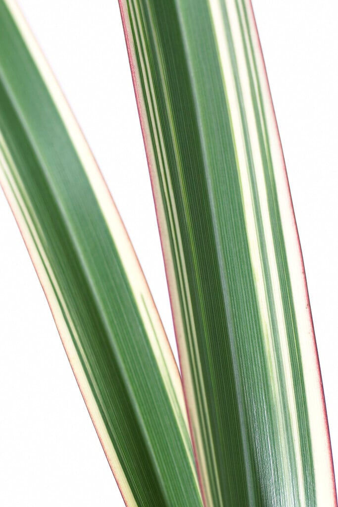 mountain flax 'Tricolor'