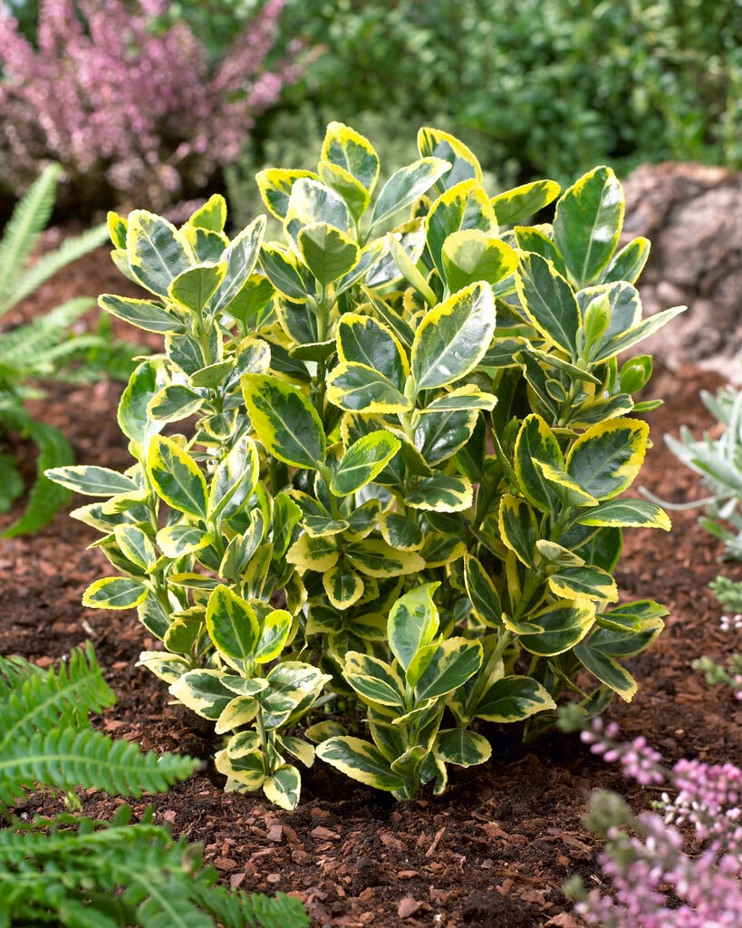 spindle 'Ovatus Aureus'