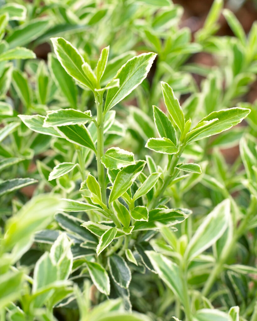 spindle 'Microphyllus Albovariegatus'