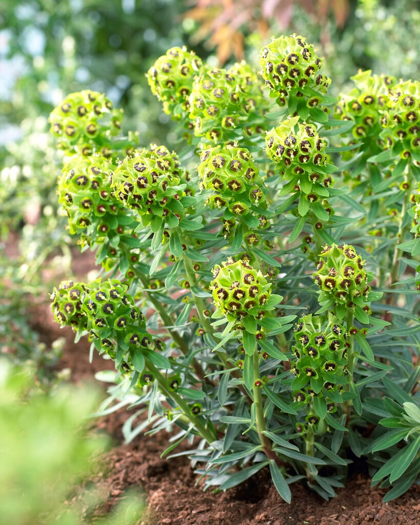 spurge 'Black Pearl'