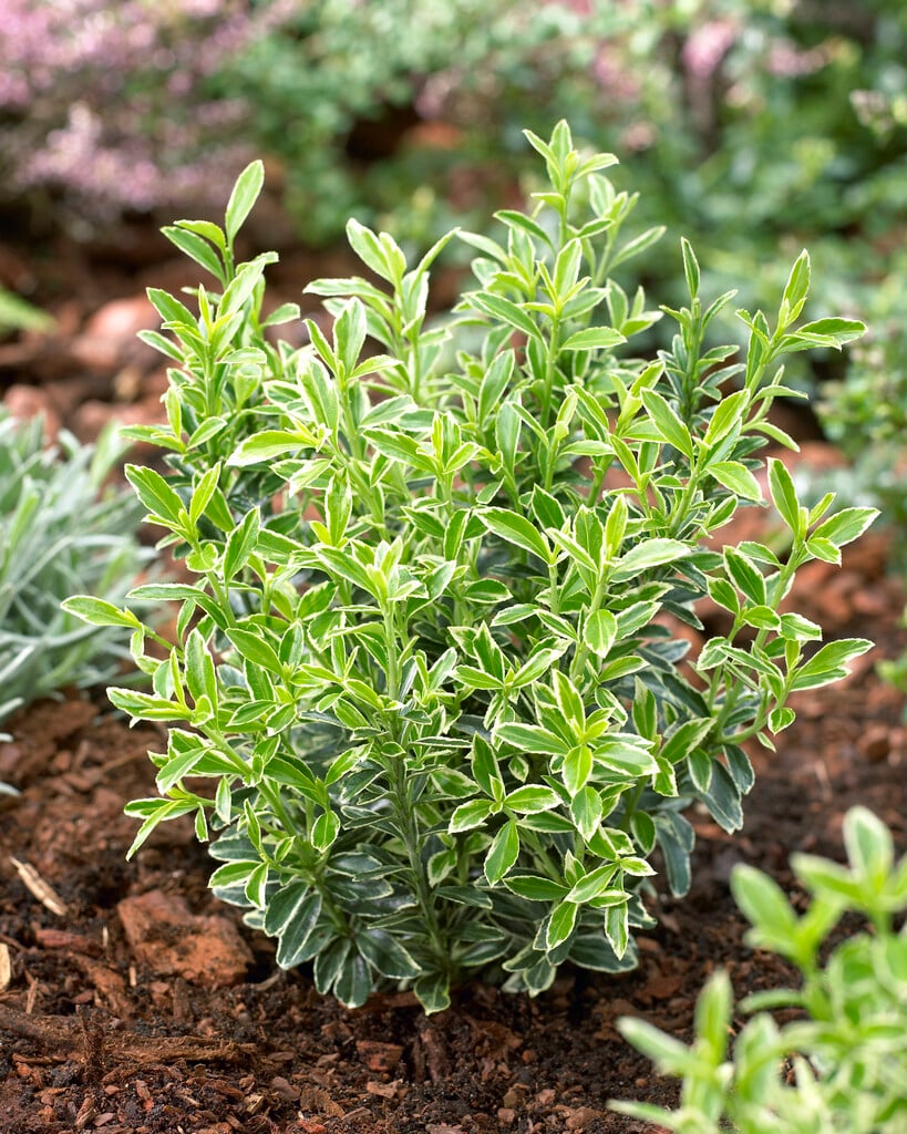 spindle 'Microphyllus Albovariegatus'