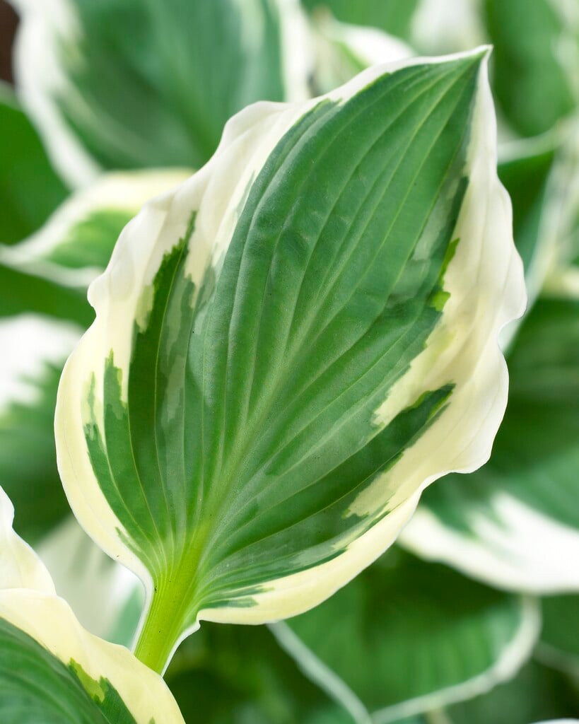 plantain lily 'Patriot'