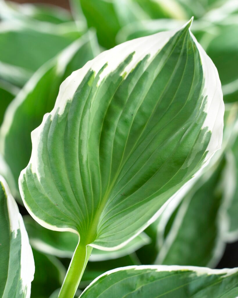 plantain lily 'Francee'