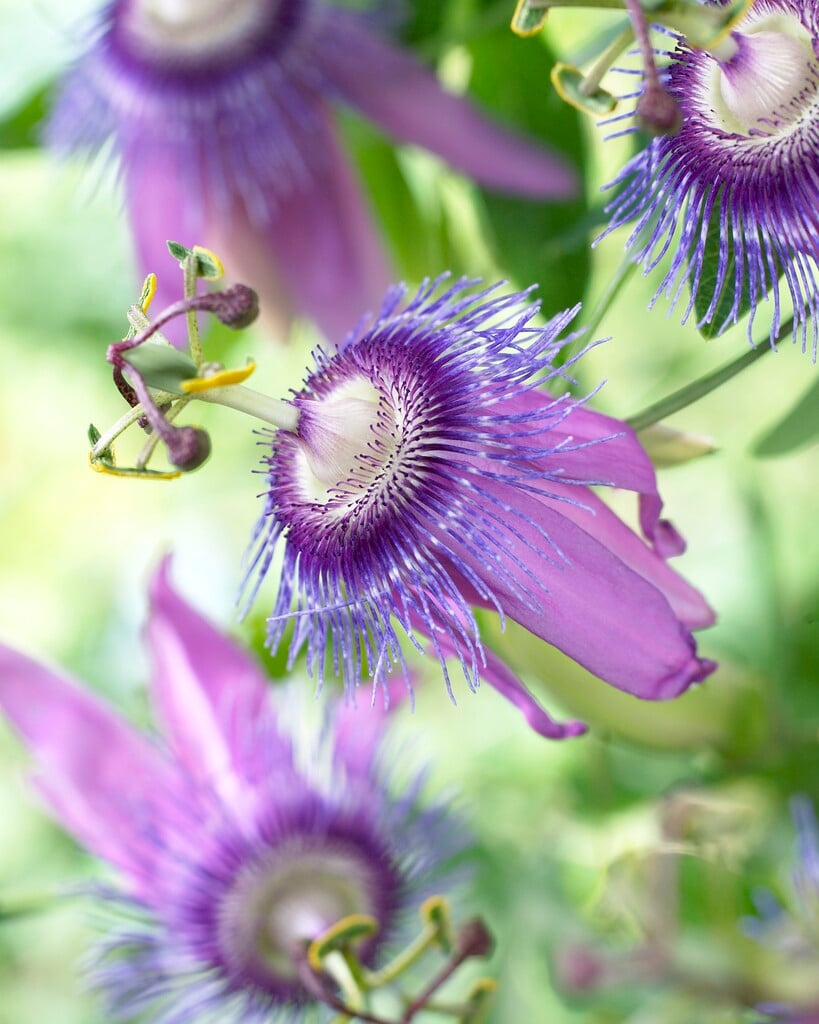 purple granadilla