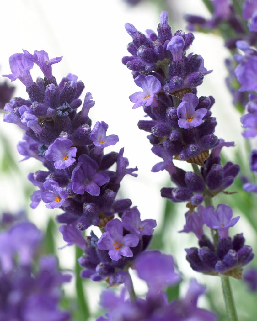 English lavender 'Hidcote'