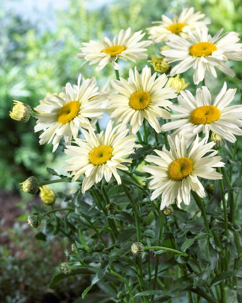 Shasta daisy [Broadway Lights]