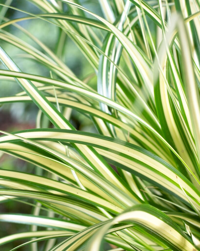 Japanese sedge 'Evergold'