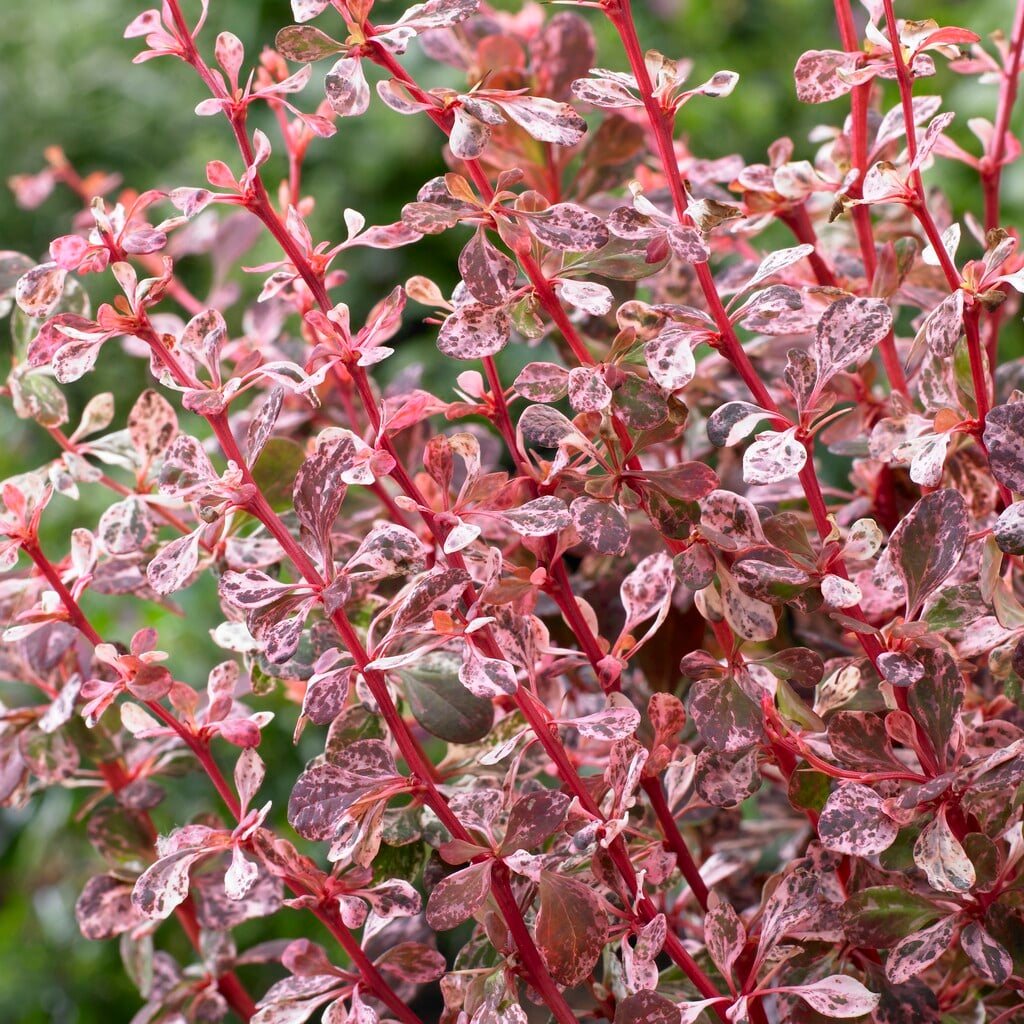 Japanese barberry 'Harlequin'
