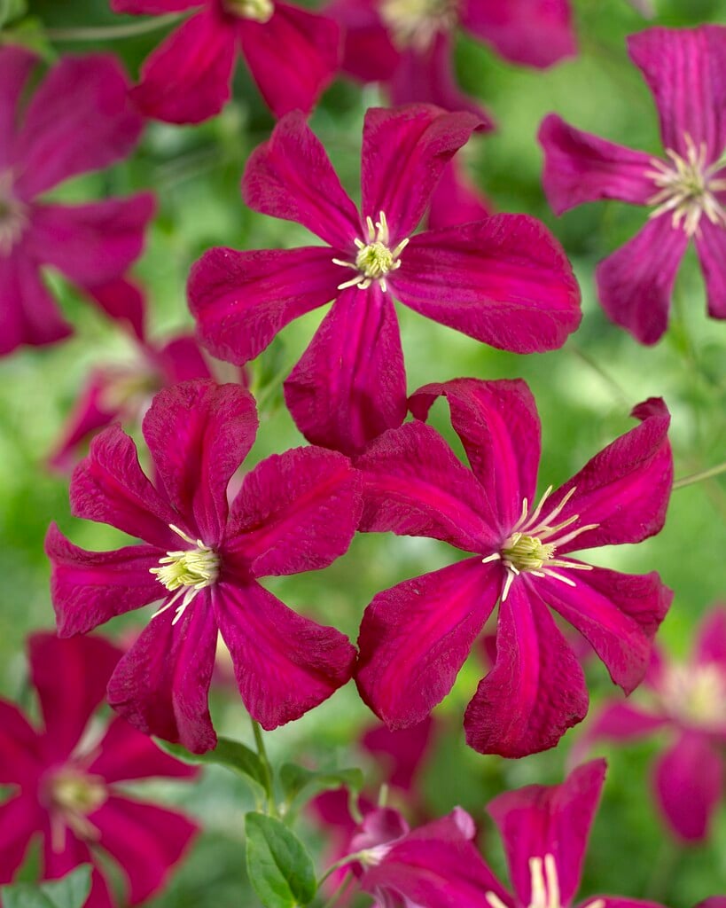 clematis 'Madame Julia Correvon'