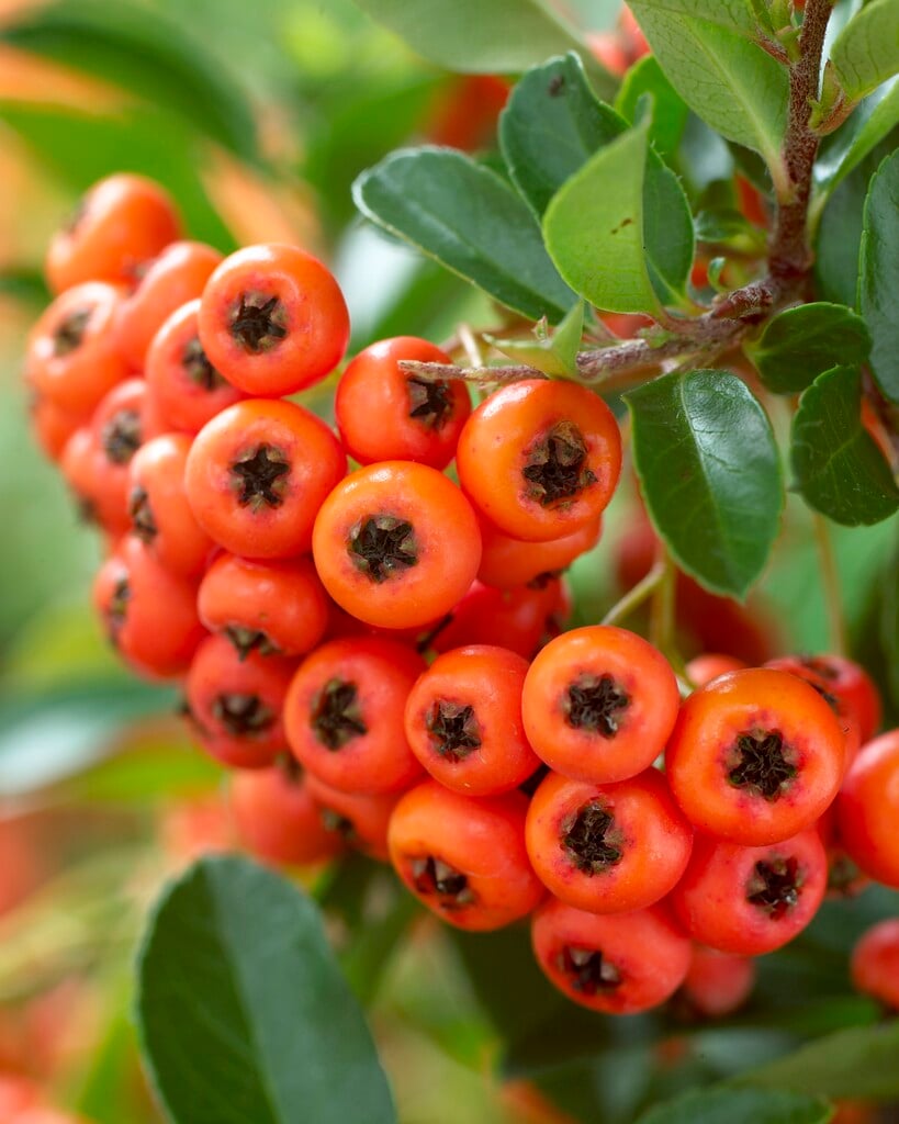 firethorn 'Orange Glow'