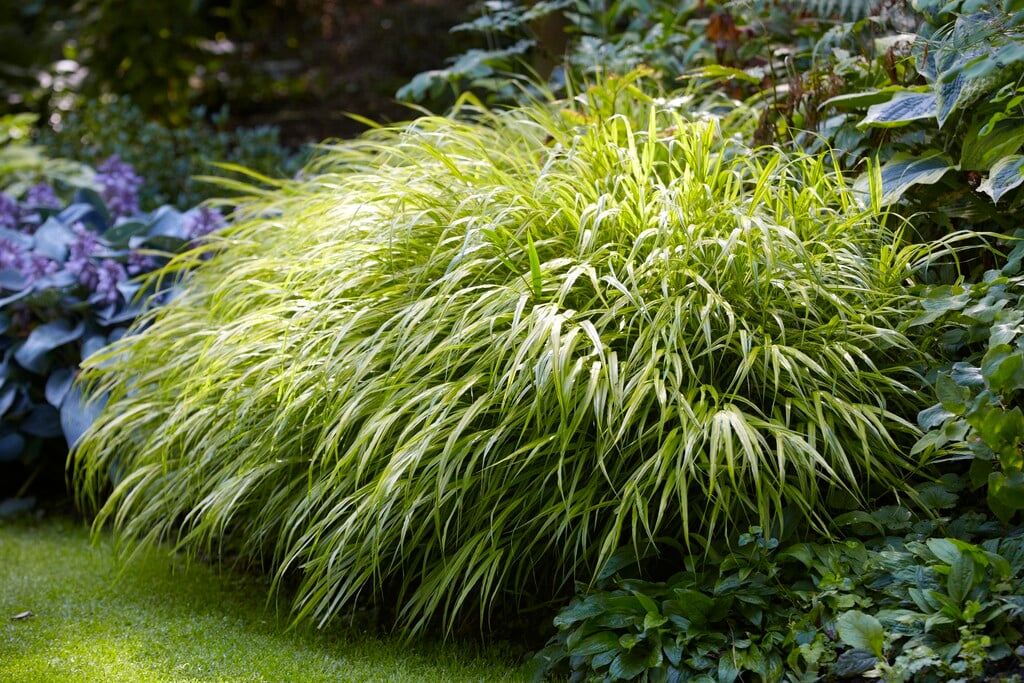 Japanese forest grass