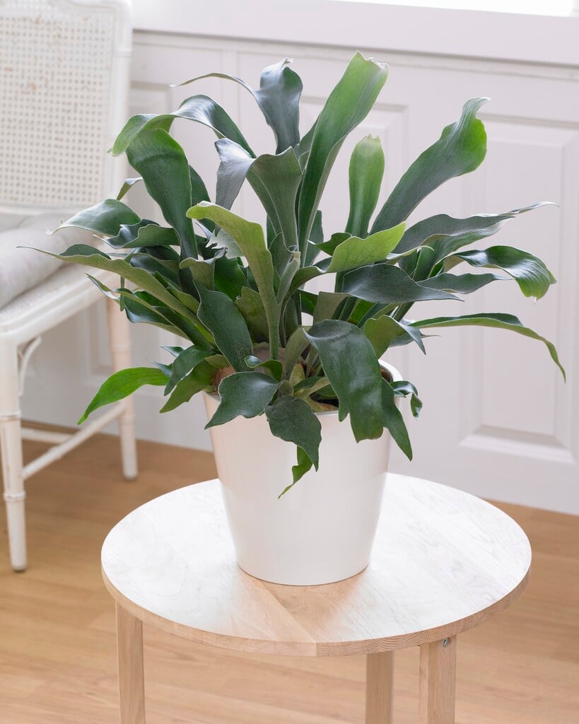 common staghorn fern