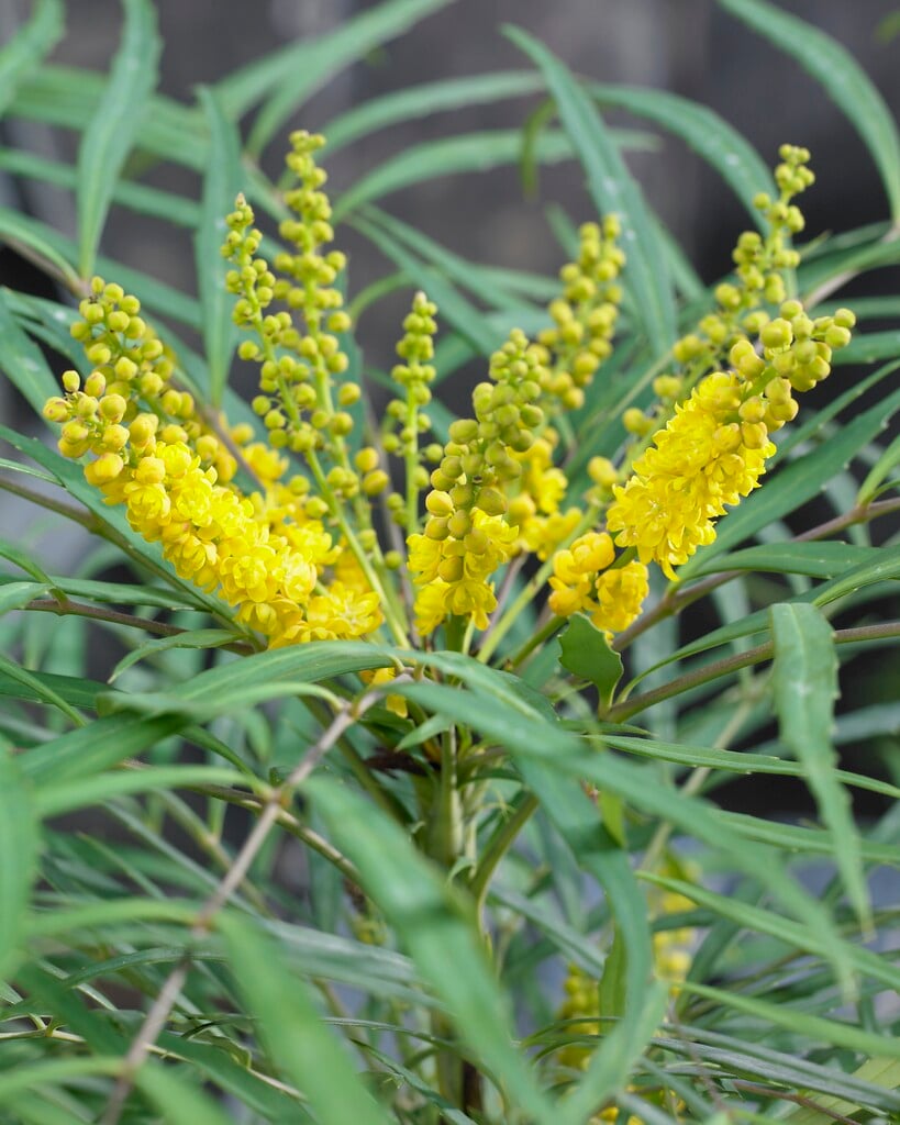 Oregon grape 'Soft Caress'