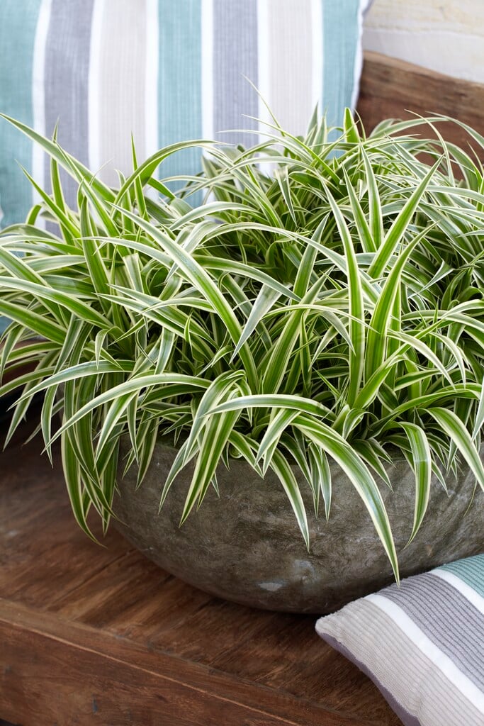 spider plant 'Ocean'