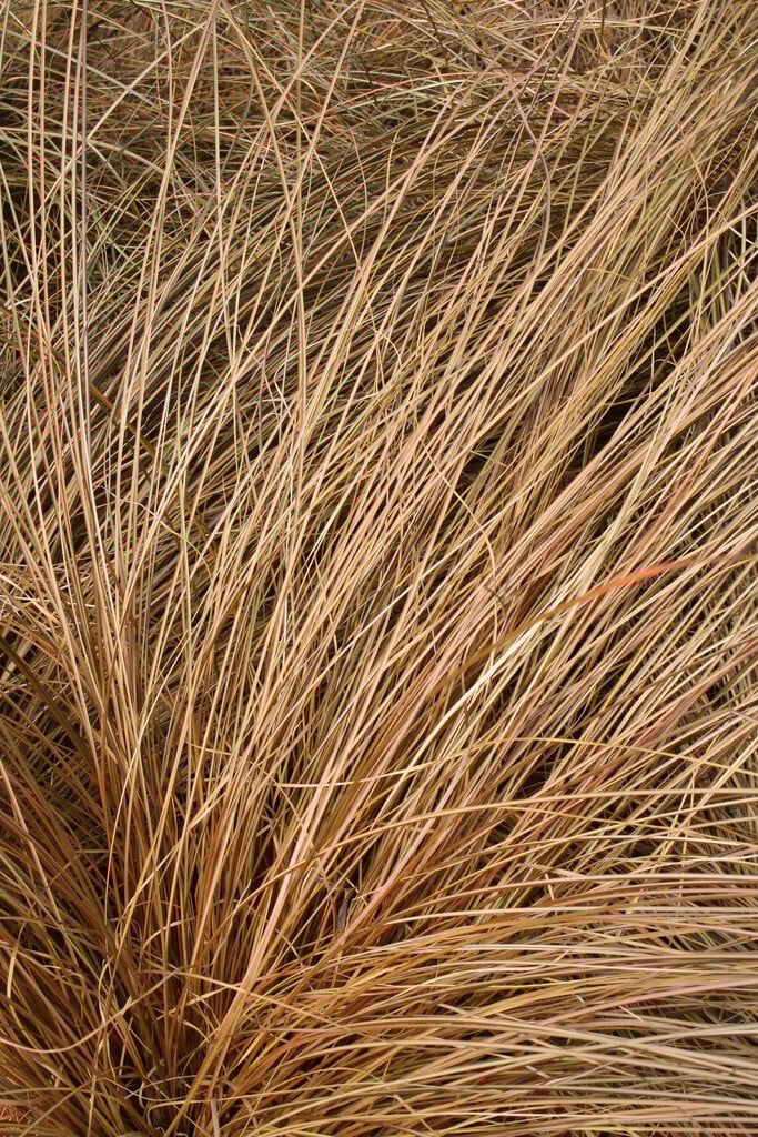 bronze New Zealand hair sedge