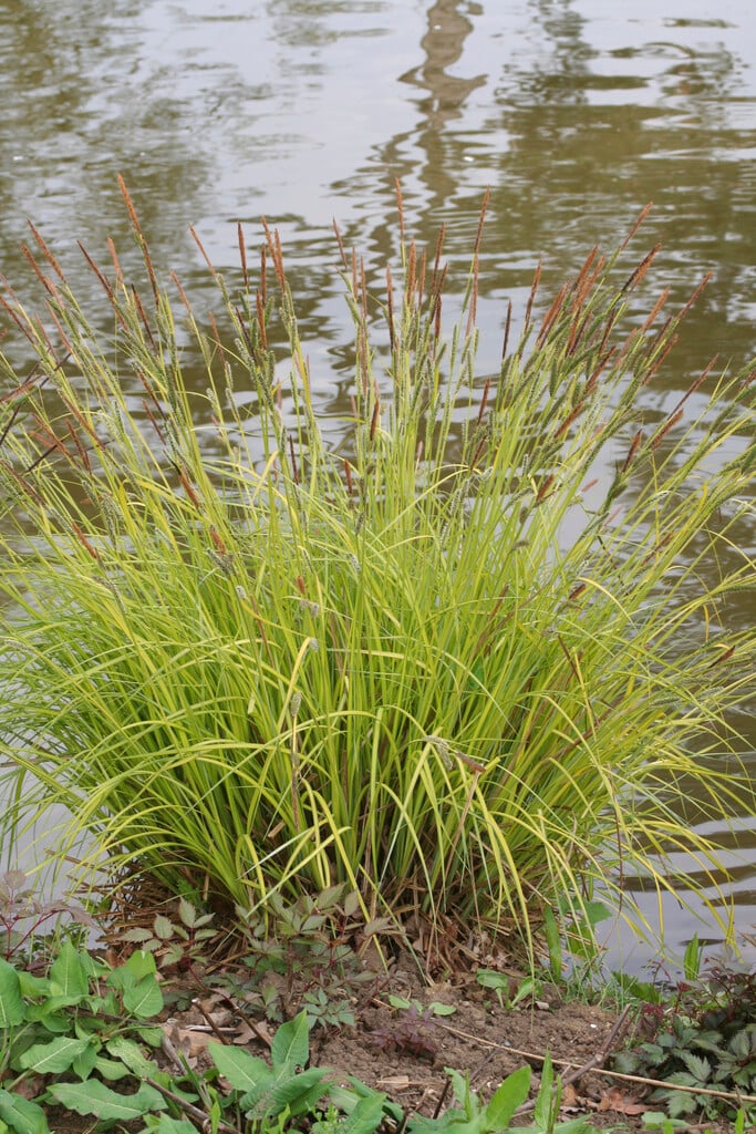 Bowles's golden sedge