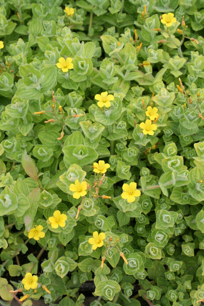 marsh St John's wort
