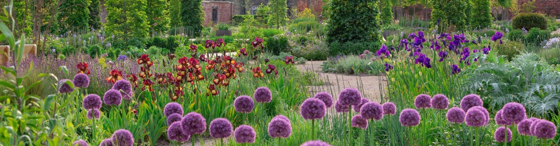 How to grow Beetroot | RHS Guide