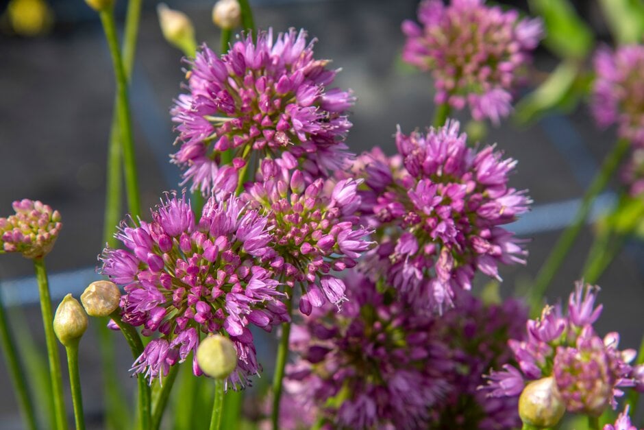 allium 'Millennium'