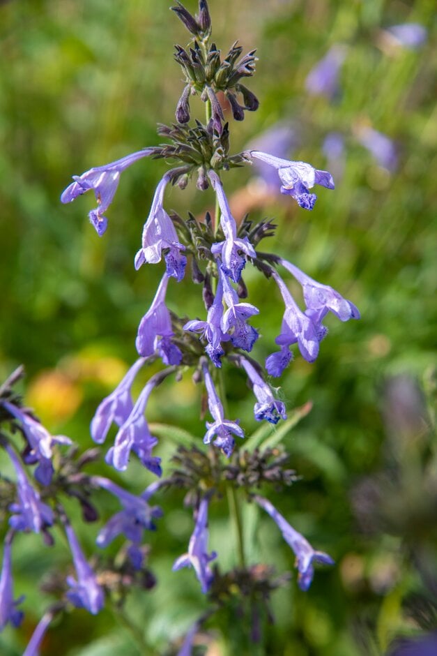 catmint 'Souvenir d'André Chaudron'
