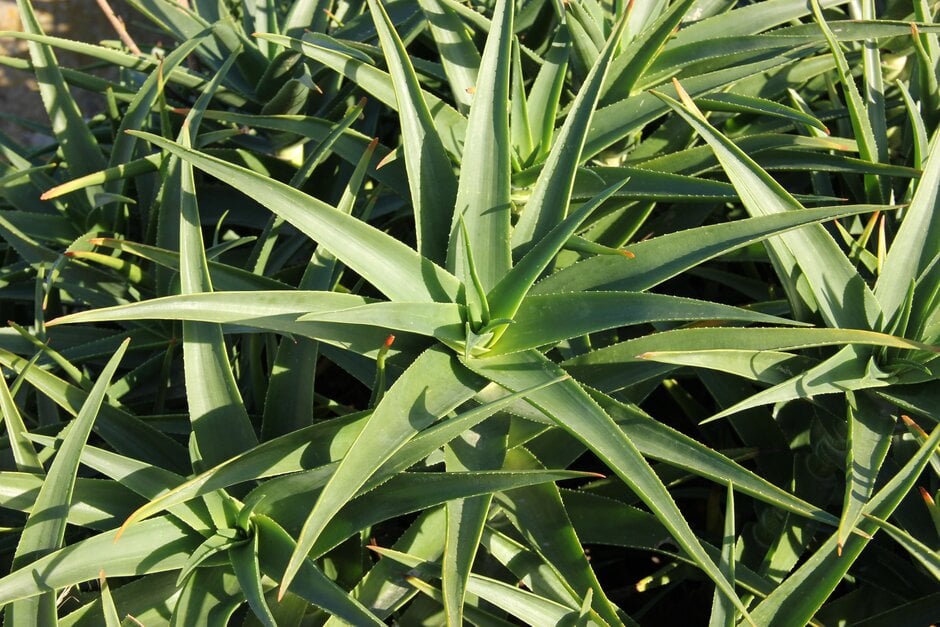 striped-stemmed aloe