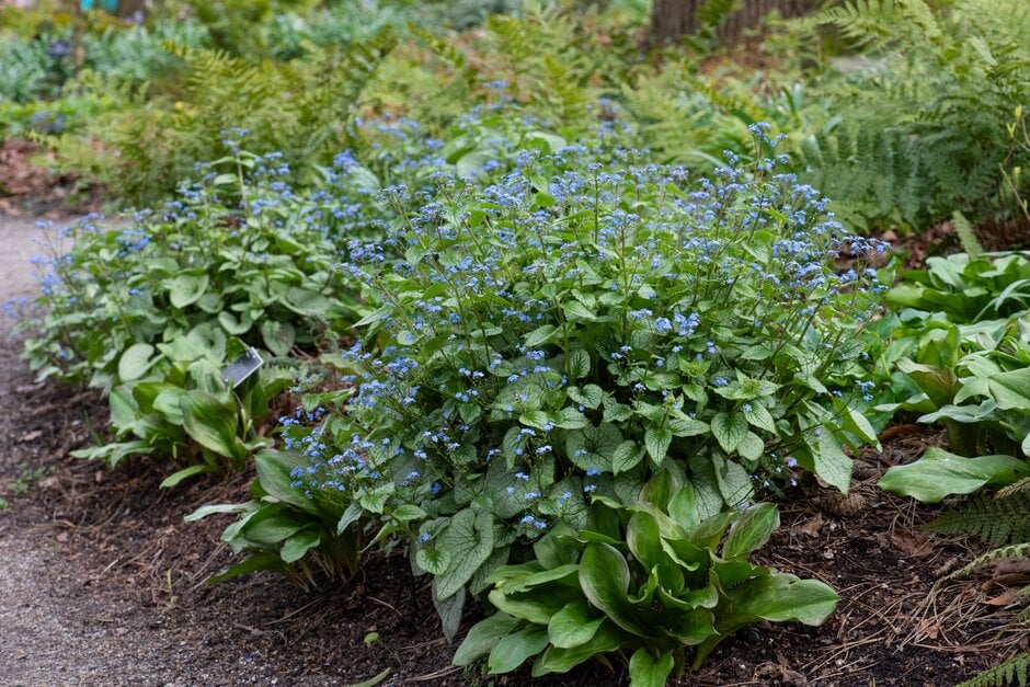 Siberian bugloss 'Jack Frost'