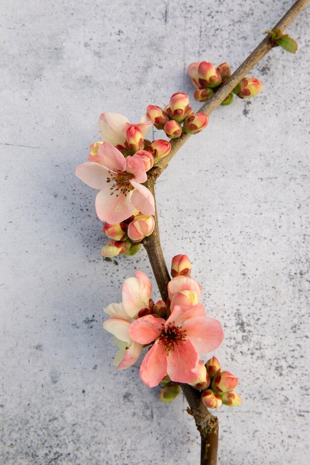Japanese quince 'Moerloosei'