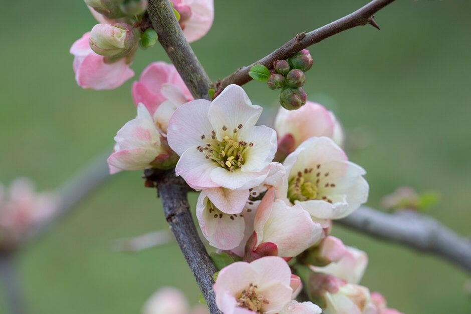 Japanese quince 'Moerloosei'